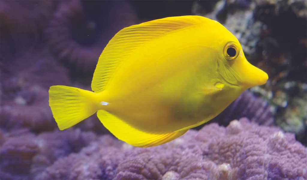 Home page gallery | Yellow butterfly