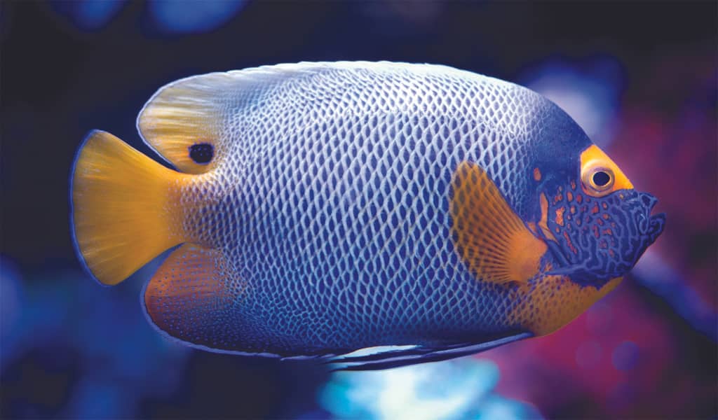Home page gallery | marine fish