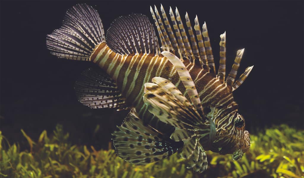 Home page gallery | Lion fish