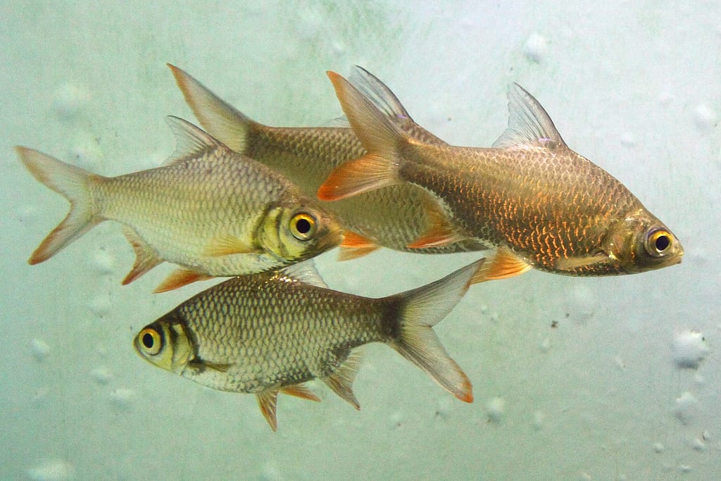 Brackish water aquarium fish