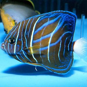 Marine aquarium fish