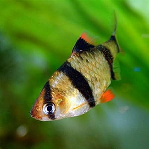 COMMON NAMES: Tiger barb, sumatra barb, and partbelt barb SCIENTIFIC NAME: Barbus tetrazona ADULT SIZE: 3 inches LIFE EXPECTANCY: 6 years