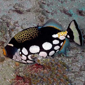 Clown Triggerfish