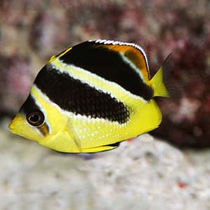 Headband Butterflyfish