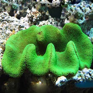 Green carpet anemone