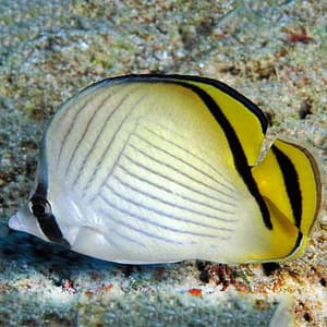 Marine aquarium fish