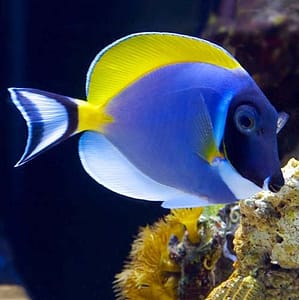 Powder Blue Tang