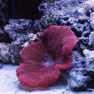 Red carpet anemone