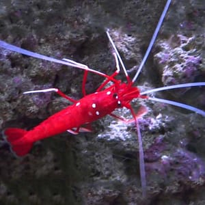 Red fire shrimp