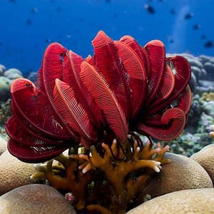 Sea lilies