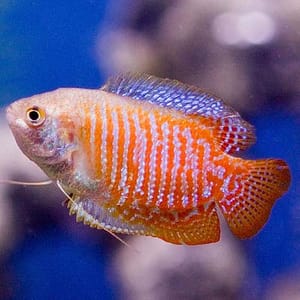 Dwarf Gourami