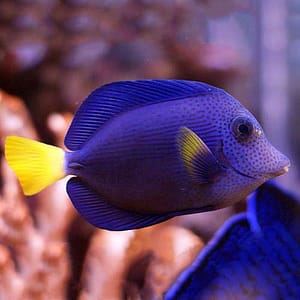 Purple Tang/Yellowtail Sailfin Tang