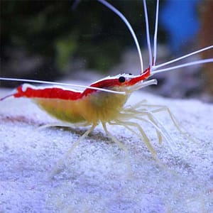 Cleaner shrimp