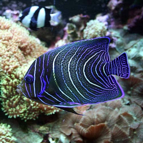 Marine aquarium fish